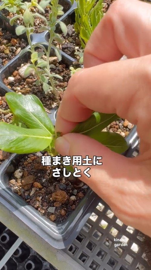 ニチニチソウを種蒔き用土に植える作業