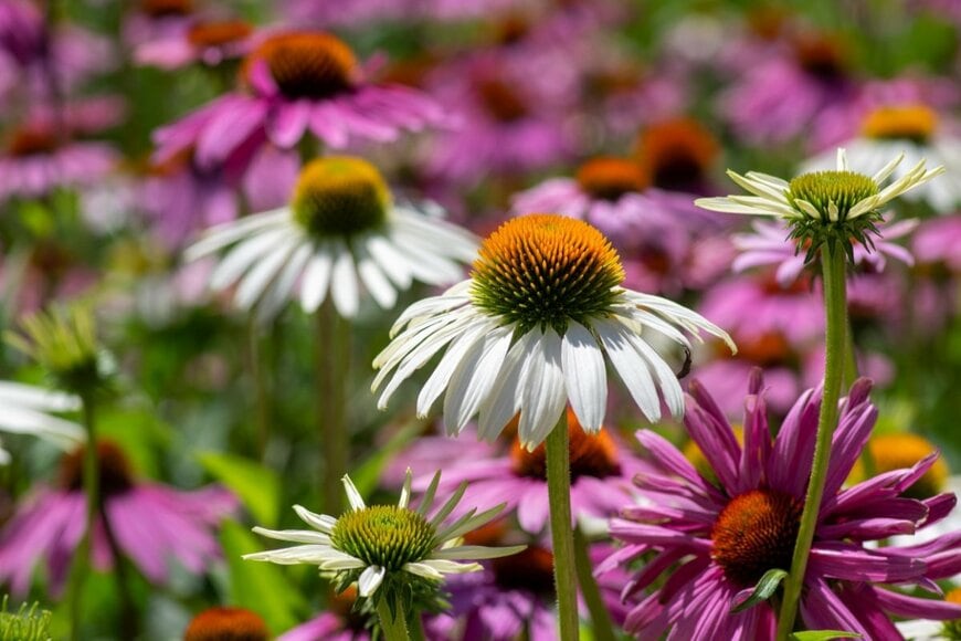 白や濃いピンクの花を咲かせているエキナセア