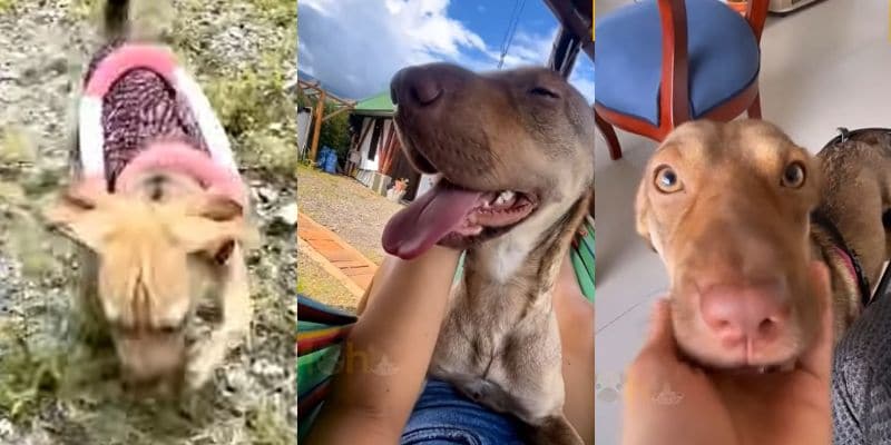 元気を取り戻した現在の仔犬たち