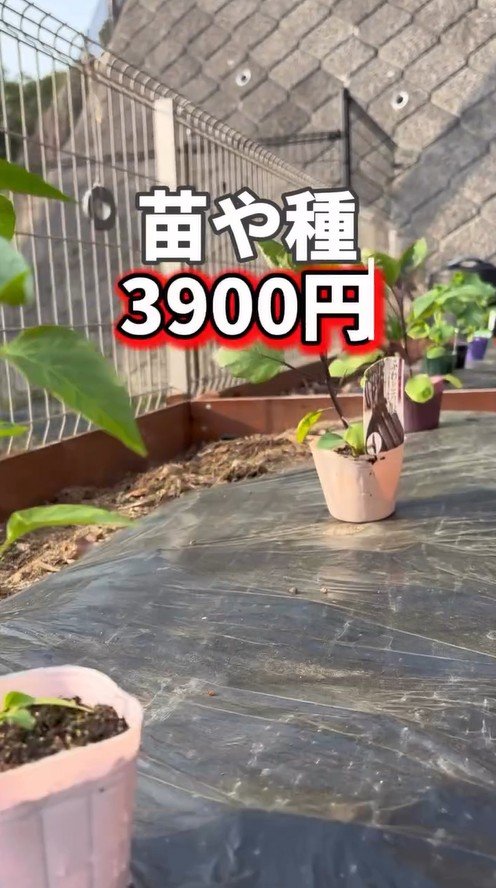 苗や種3900円