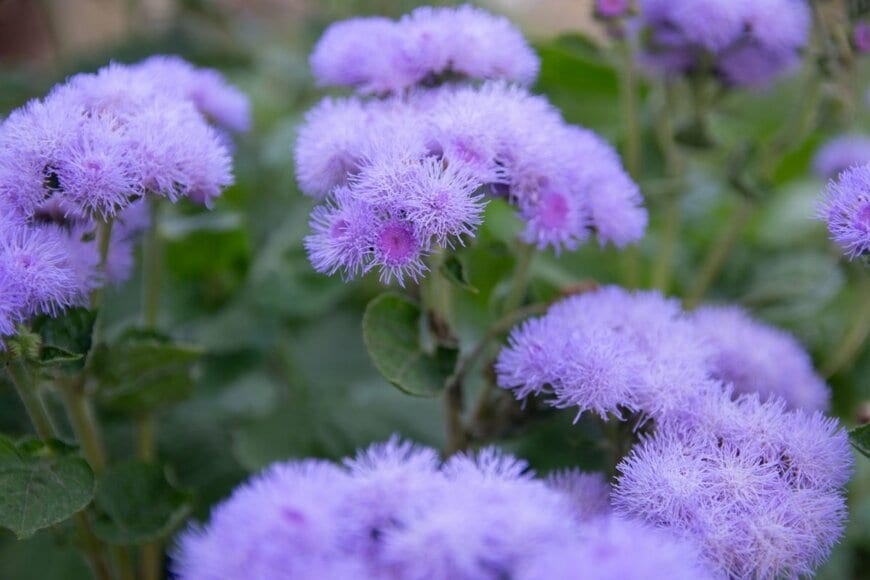 淡い青紫色の花を咲かせている、アゲラタム