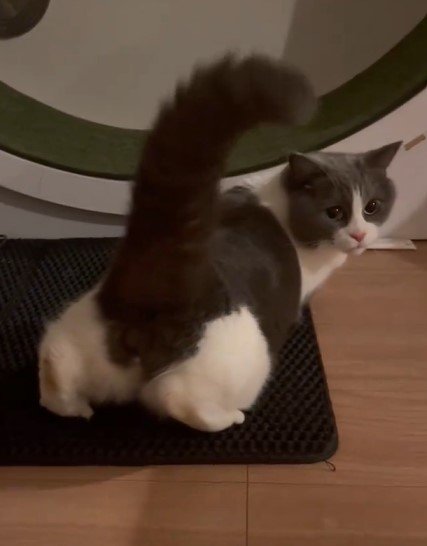 太い尻尾が印象的な猫