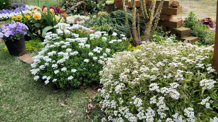 筆者の庭で、花壇からあふれ出るスーパーアリッサムの写真