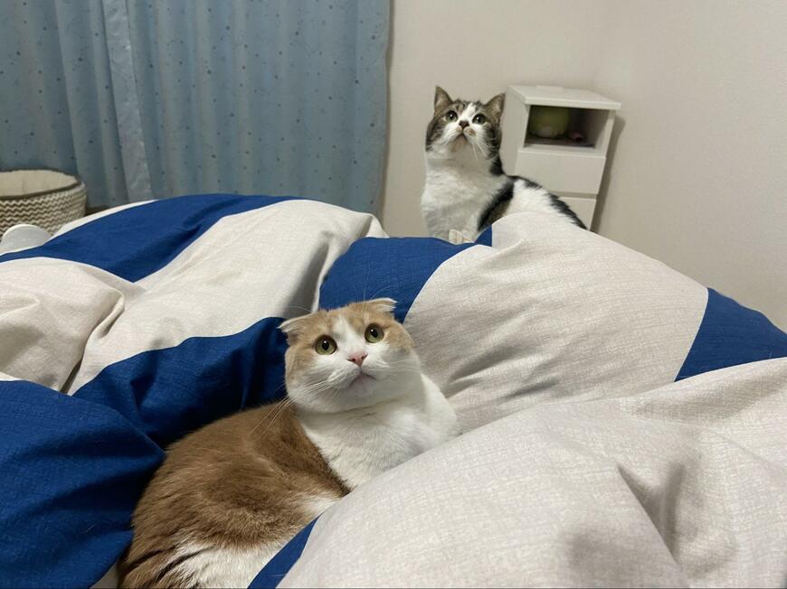 2匹の猫