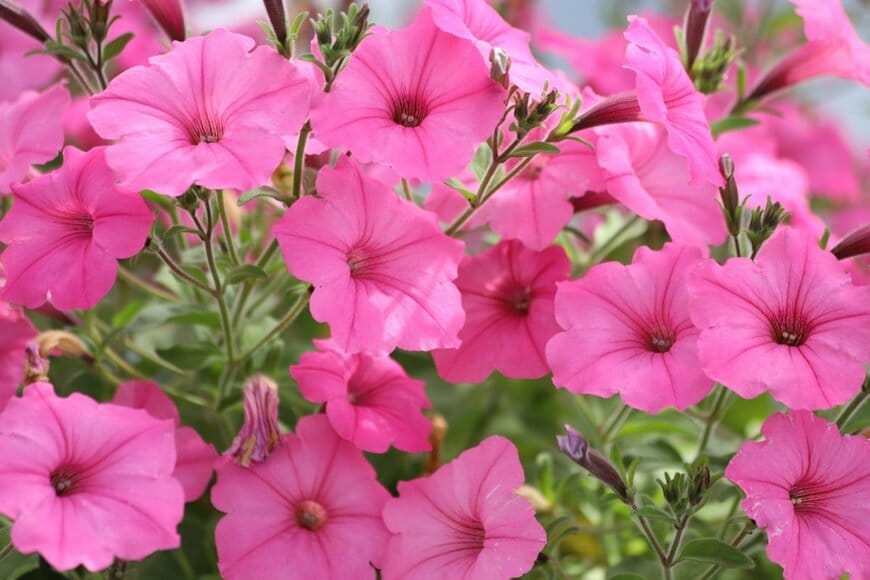 ピンクの花を咲かせている、ペチュニア