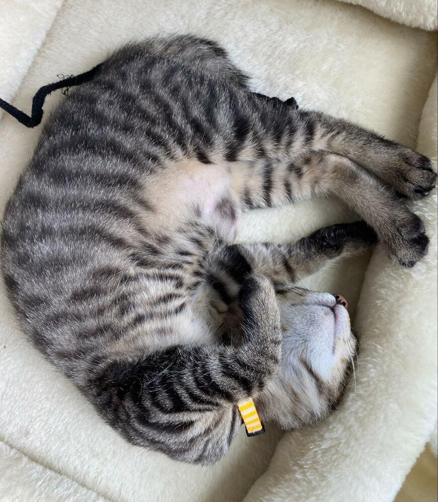 大きくなった猫