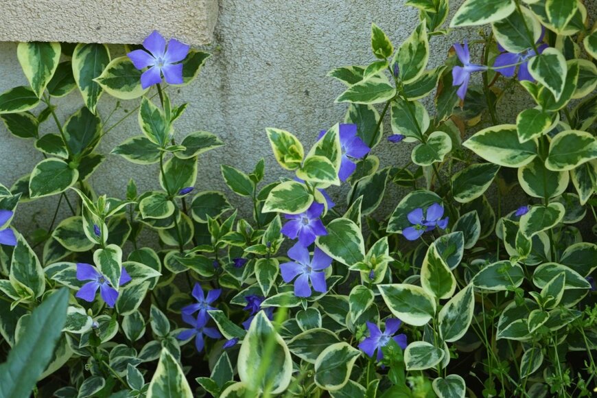 青い花を咲かせている、ツルニチニチソウ。葉はクリーム色の斑入り