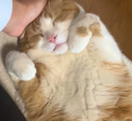 ふわふわのお腹がさらに座布団？！