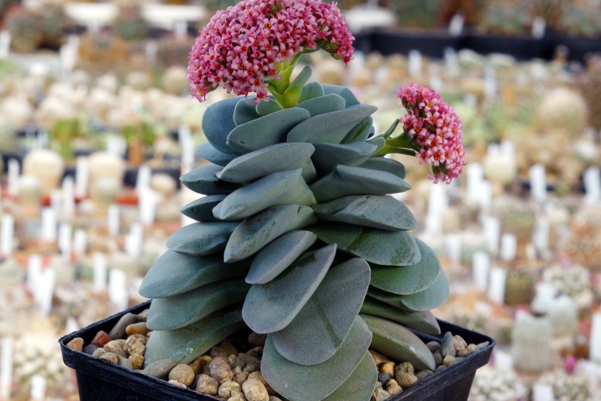 【ガーデニング】小さな花をかわいく咲かせる「多肉植物」3選