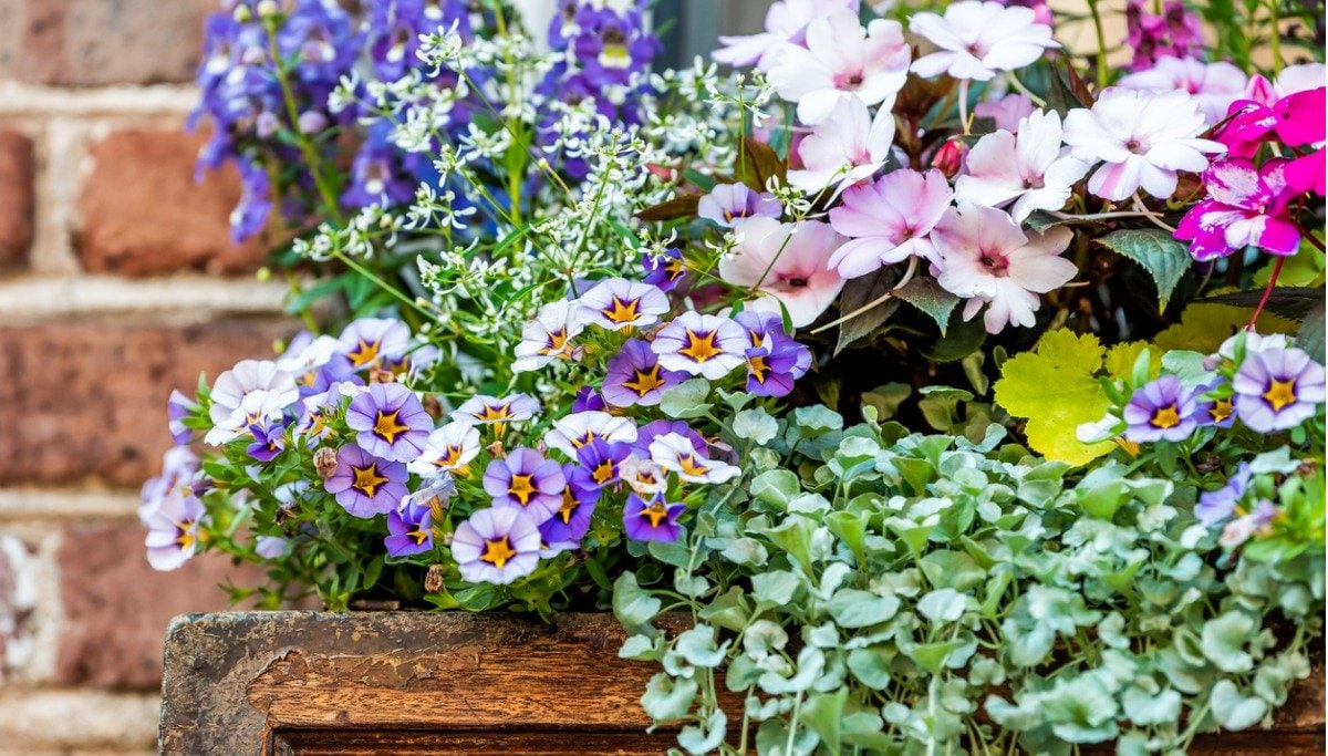 ガーデニング】3つの植物でお手軽に「初夏の寄せ植え」オススメ