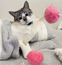 失くしていたおもちゃを発見し2つに。猫に見せてあげると…まさかの展開に反響