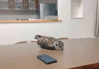 【眠いフクロウ】机の上でうつ伏せになる姿がSNSで話題に！コメント欄は「かわいい」の嵐！