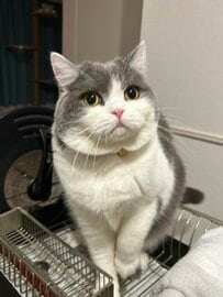 ぷくぷく丸顔がかわいい猫ちゃんのあごを触ると→ぶわっと変化する顔が面白すぎて二度見必至！