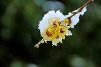 【ガーデニング】気分がアガる黄色い花3選 たったひとつで庭が華やぐ