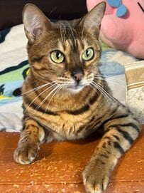 「シャキッとしろっ！」麗しきベンガル猫の喝　威厳あふれる指揮官オーラに思わず二度見