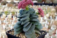 【ガーデニング】小さな花をかわいく咲かせる「多肉植物」3選