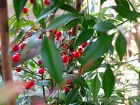 神戸の庭で実感した「植えてよかった」育てやすい【常緑低木】3つ。〈爽やかな香り〉や〈赤い実〉を楽しめる低木も！