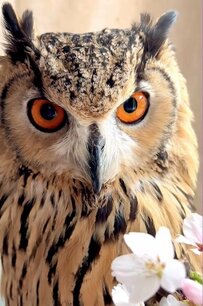 ちょい悪オヤジ風フクロウ！？　目ヂカラが強すぎる「キメ顔」…からの「ウィンク姿」に胸キュンする人続出