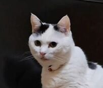 テレビ画面の前に座る猫ちゃん「まさかの存在」に気づいた様子が面白かわいい