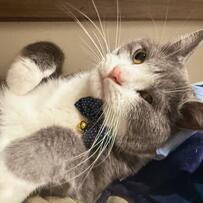 くつろぐ猫ちゃんが「ご自由に」とばかりに見せてくれた物に心がギュッとなる