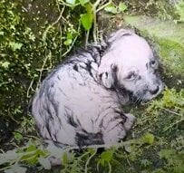 道端で横たわり震える子犬……生死の境をさまよった末、待っていた“幸せな未来”に感動