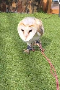 【エッホなフクロウ】流行のエッホエッホする様子がかわいいすぎる！