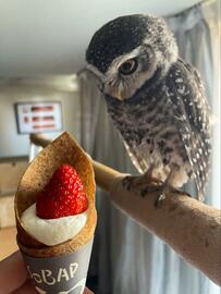 【クレープとフクロウ】ミニサイズ同士で並ぶ姿が可愛い！物珍しそうなお顔もキュート