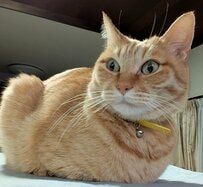 【61万表示】猫の「おててないない」が進化！？まさかの姿に大反響「お見事です」