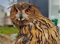 【体がめちゃくちゃ曲がるフクロウ】首が回るだけじゃない！体の柔軟性にも注目集まる！