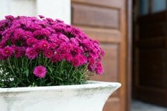 【節約ガーデニング】1苗で植木鉢いっぱいに咲く！玄関先が映える《今が植えどきの秋の花》4選