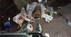 「誰もこんな風に一人で苦しむべきじゃない」あごを骨折していた子犬、手術を乗り越え見せた笑顔に反響