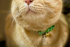 満月のようにふくふくな保護猫さん　成長姿が幸せを物語っている
