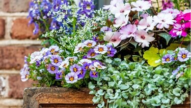 ガーデニング】3つの植物でお手軽に「初夏の寄せ植え」オススメ