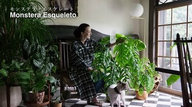 桐島かれん 「モンステラ」が1年で急成長【お気に入り観葉植物8選】を