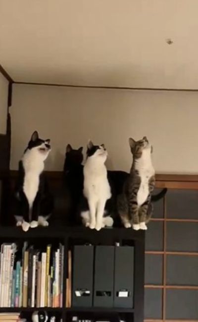 合唱団のように鳴き始める