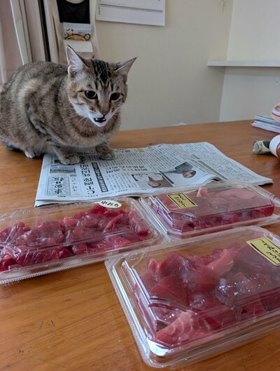 ご飯を沢山もらった理由は…マグロのお刺身！？