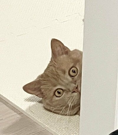 「何見てるんですか」