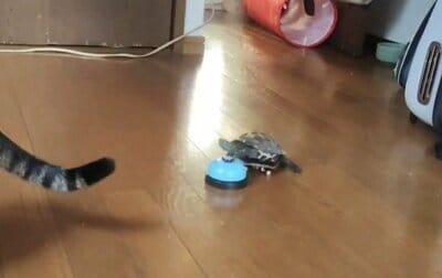 短い手足で一生懸命ベルを押そうとする軍曹くん