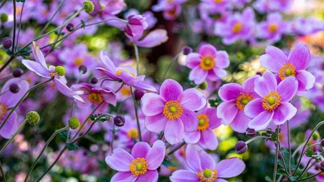 半日陰の庭や玄関先を彩る〈育てやすい多年草〉3つ。一緒に植えれば春から秋まで順に花を咲かせます