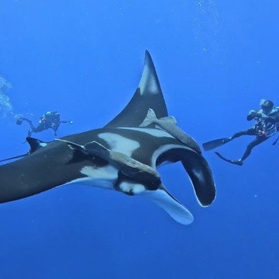 興奮！運が良くないと見られないジャイアントマンタに間近で遭遇 慶良間諸島でのダイビングで起きた素敵な瞬間を捉えた投稿に注目
