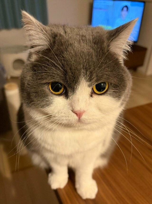 お行儀よくお座りする猫→まさかのワイルドな「犯行現場」に思わず二度見