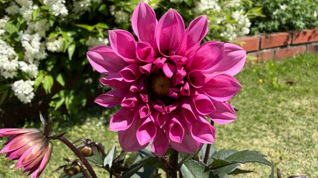 初夏に植え付けたい多年草「銅葉のダリア」2つ。植えっぱなしで毎年咲くお得感も魅力。初夏＆秋にきれいな花を咲かせます！