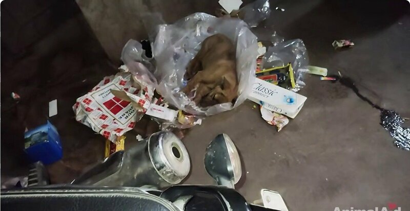 「誰もこんな風に一人で苦しむべきじゃない」あごを骨折していた子犬、手術を乗り越え見せた笑顔に反響