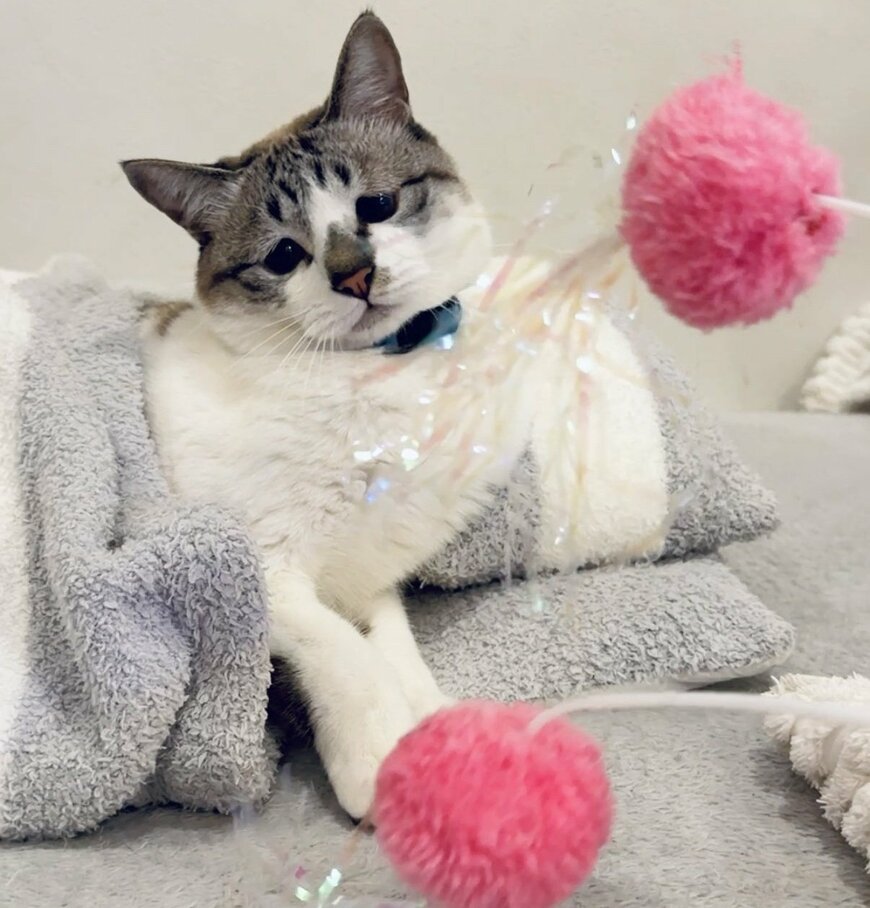 失くしていたおもちゃを発見し2つに。猫に見せてあげると…まさかの展開に反響