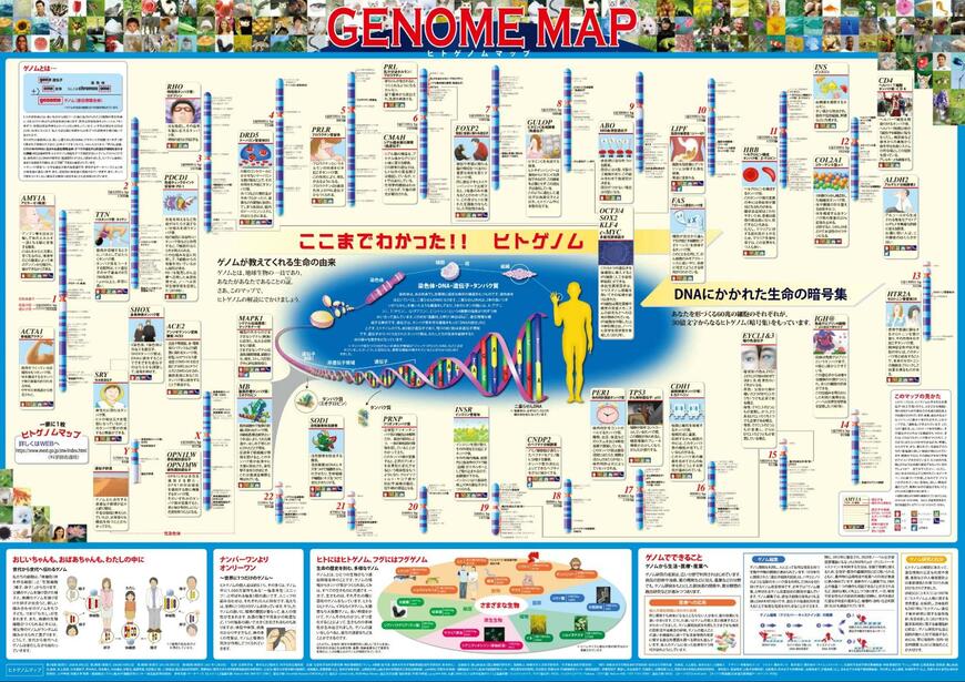 【科学技術週間】今年で22枚目「一家に1枚ポスター」2006年発表の第2弾「ヒトゲノムマップ」ポスターもDL無料！遺伝子や遺伝について学べる表の見どころを紹介