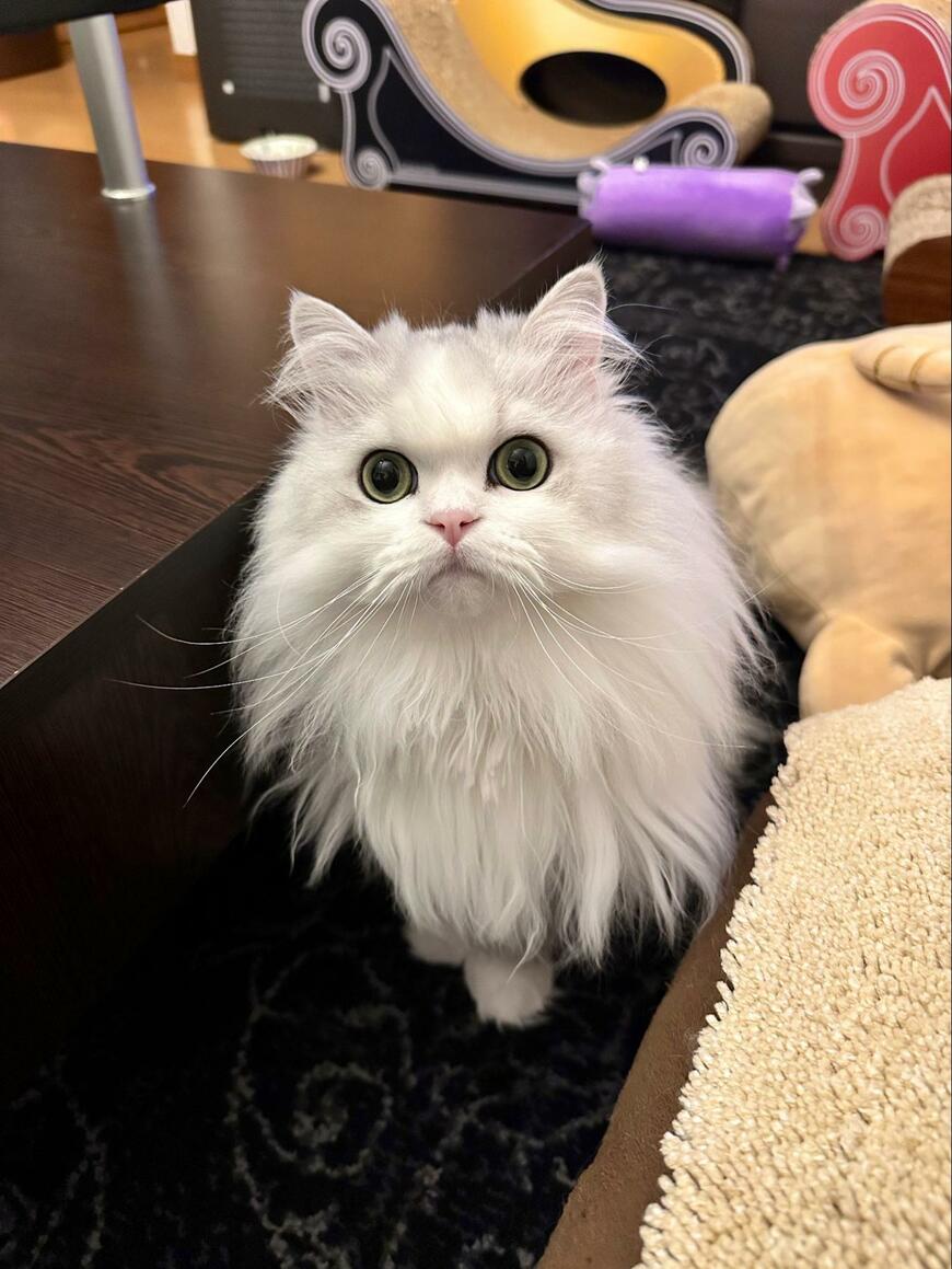 出所：@NEKOLAND13