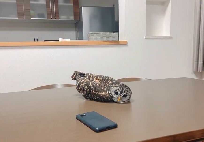 【眠いフクロウ】机の上でうつ伏せになる姿がSNSで話題に！コメント欄は「かわいい」の嵐！
