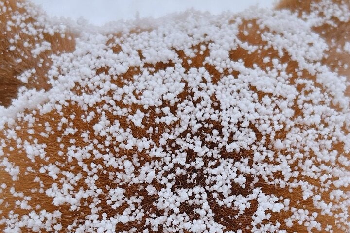 「粉砂糖たっぷりの揚げパン！？」雪が降り積もった《柴犬の後頭部》が49万回表示