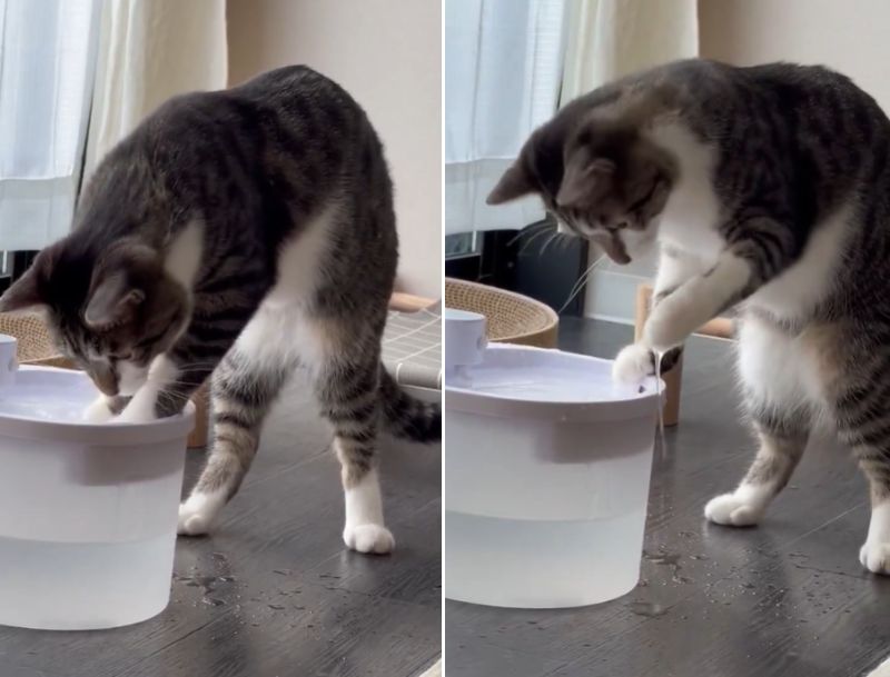 出所：@nekokawaii1214