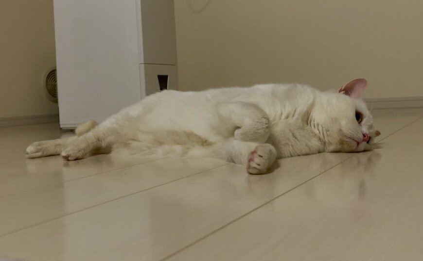 出所：@wataneko_tsuki